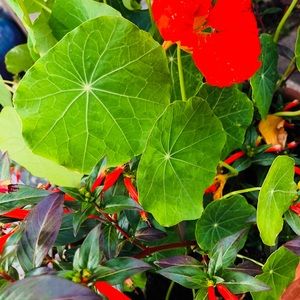 Meet your Posher, Paige